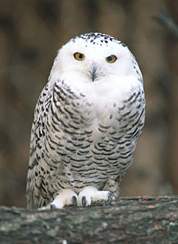 Snow owl